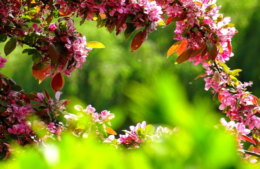 Praktische tips om je tuin klimaatproof te maken